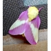 Rosy Maple Silkmoth (Sycamore Silkmoth) Dryocampa rubicunda 15 eggs